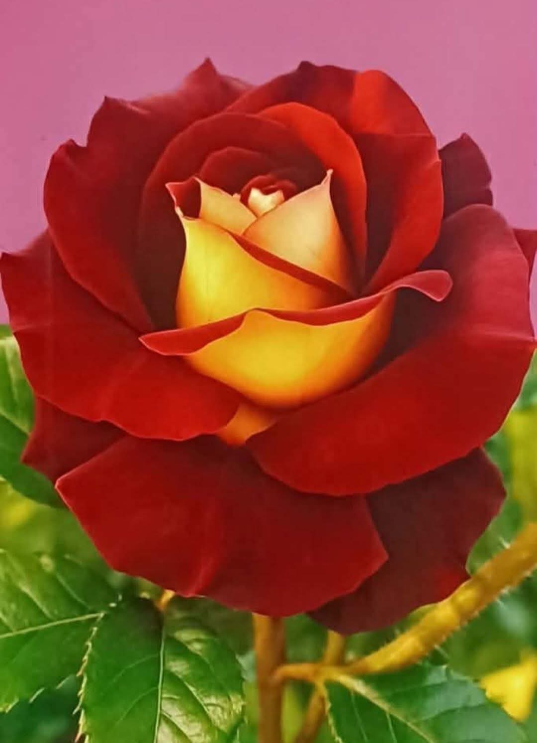 صنما