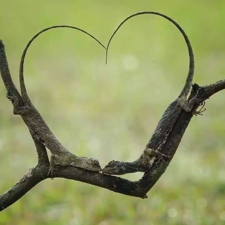 خورجین دلتنگی