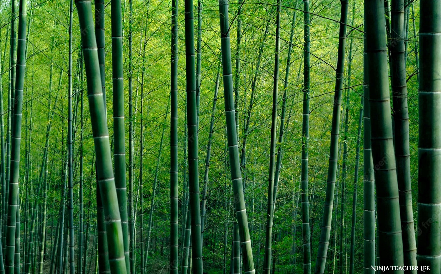 چین 🇨🇳 | تمدن | از سفره تا هنر؛ داستان شگفت‌انگیز بامبو در چین